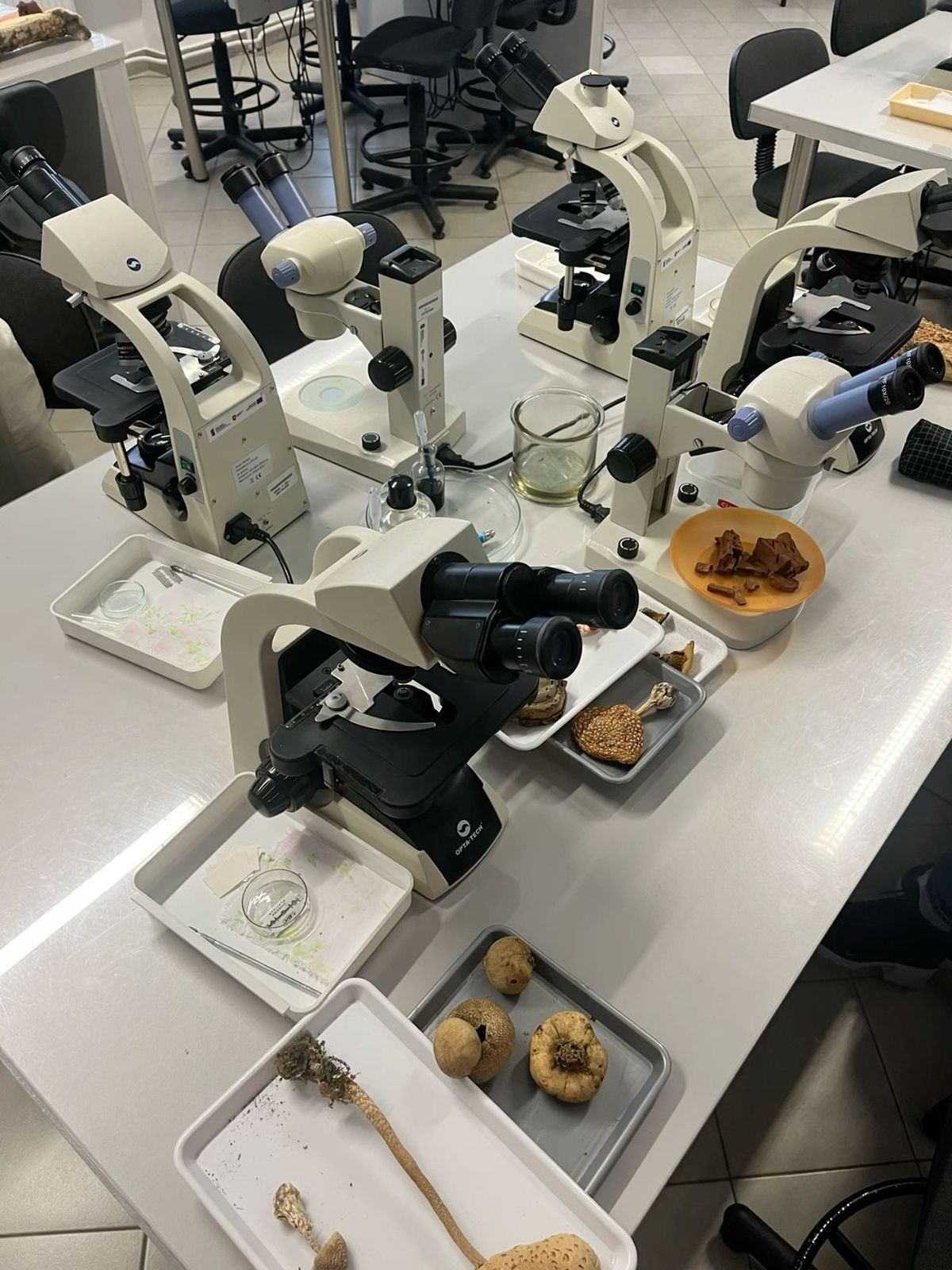 Pharmaceutical Sciences